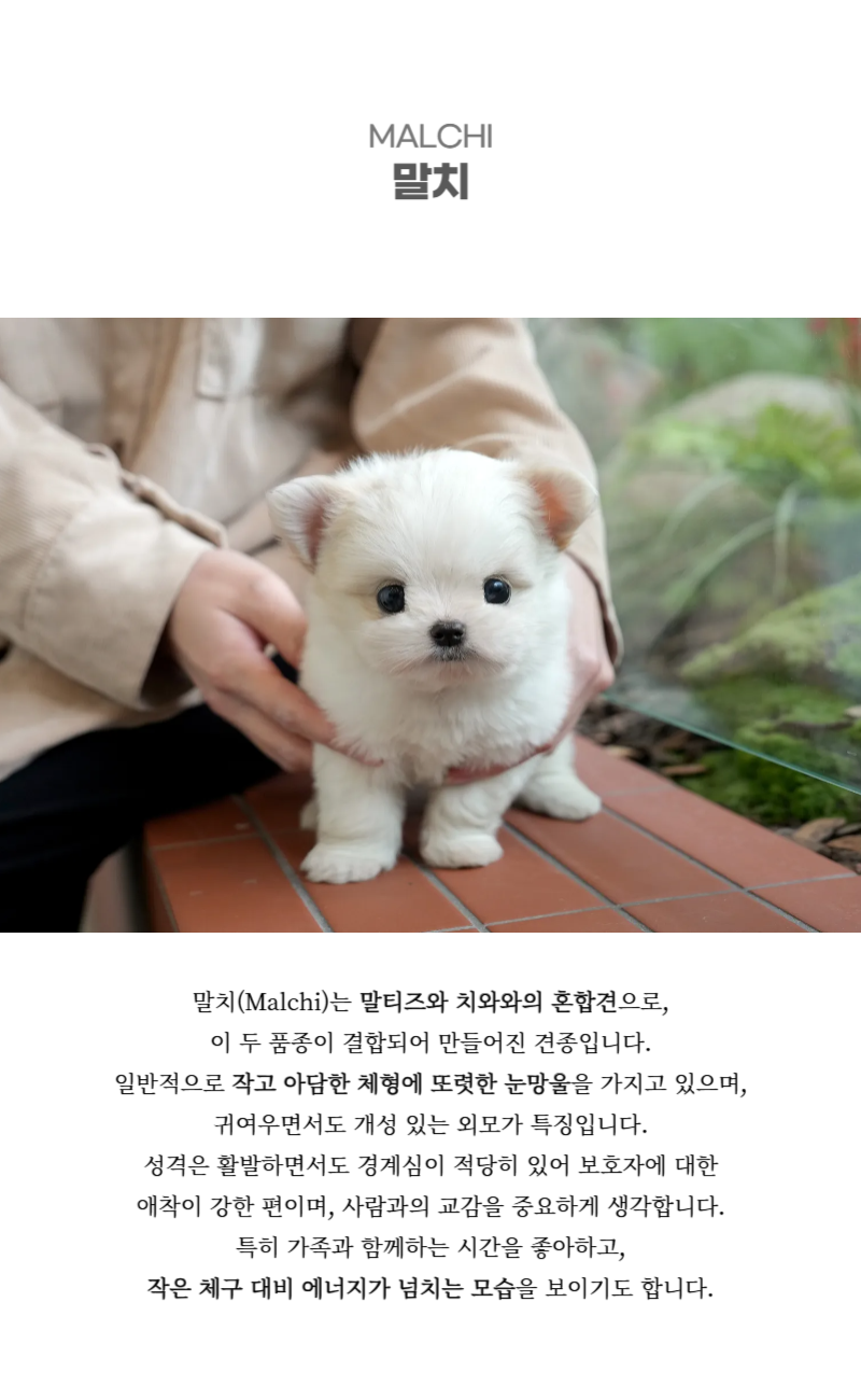 하양이_상세이미지_2