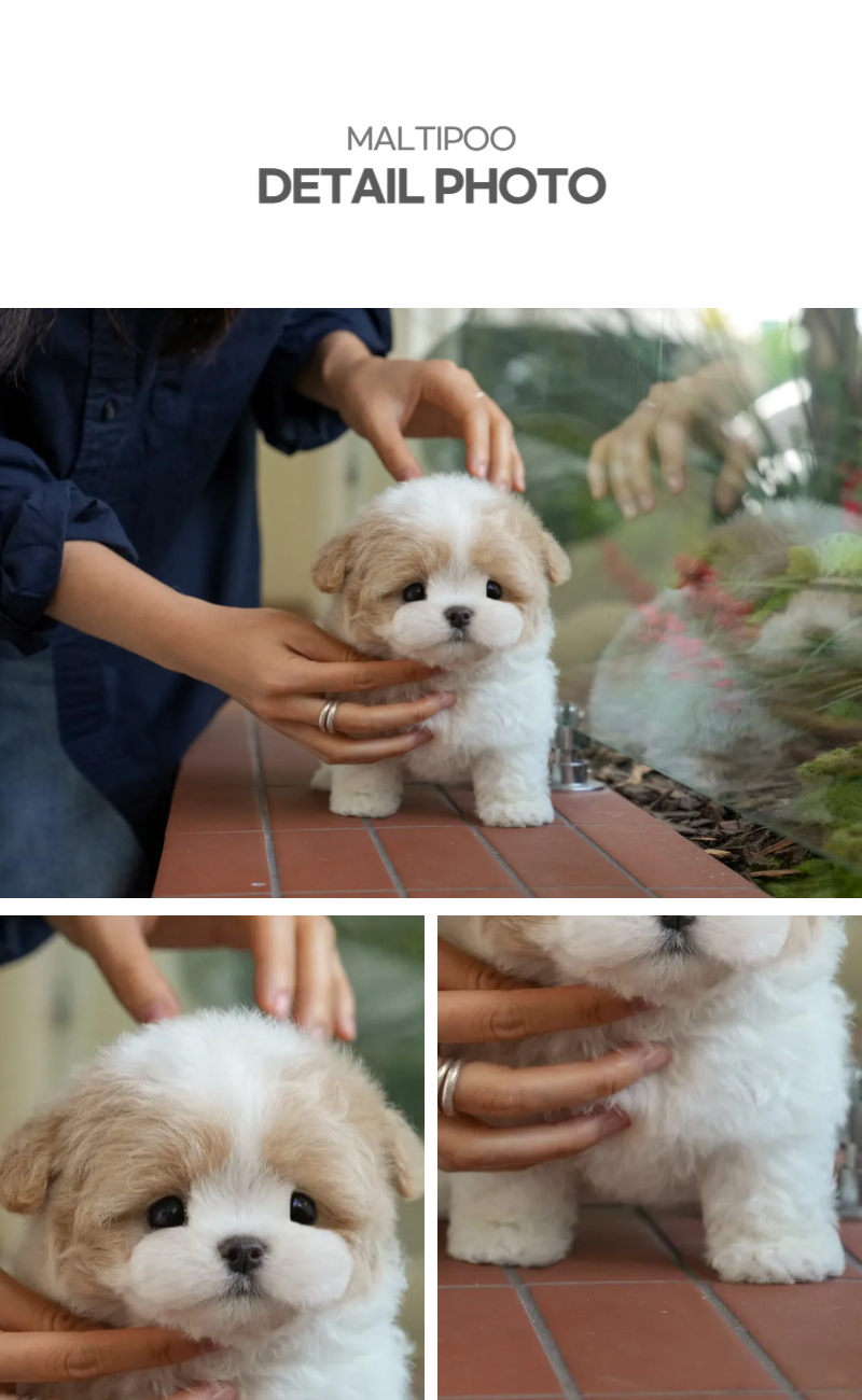 뚱이_상세이미지_4