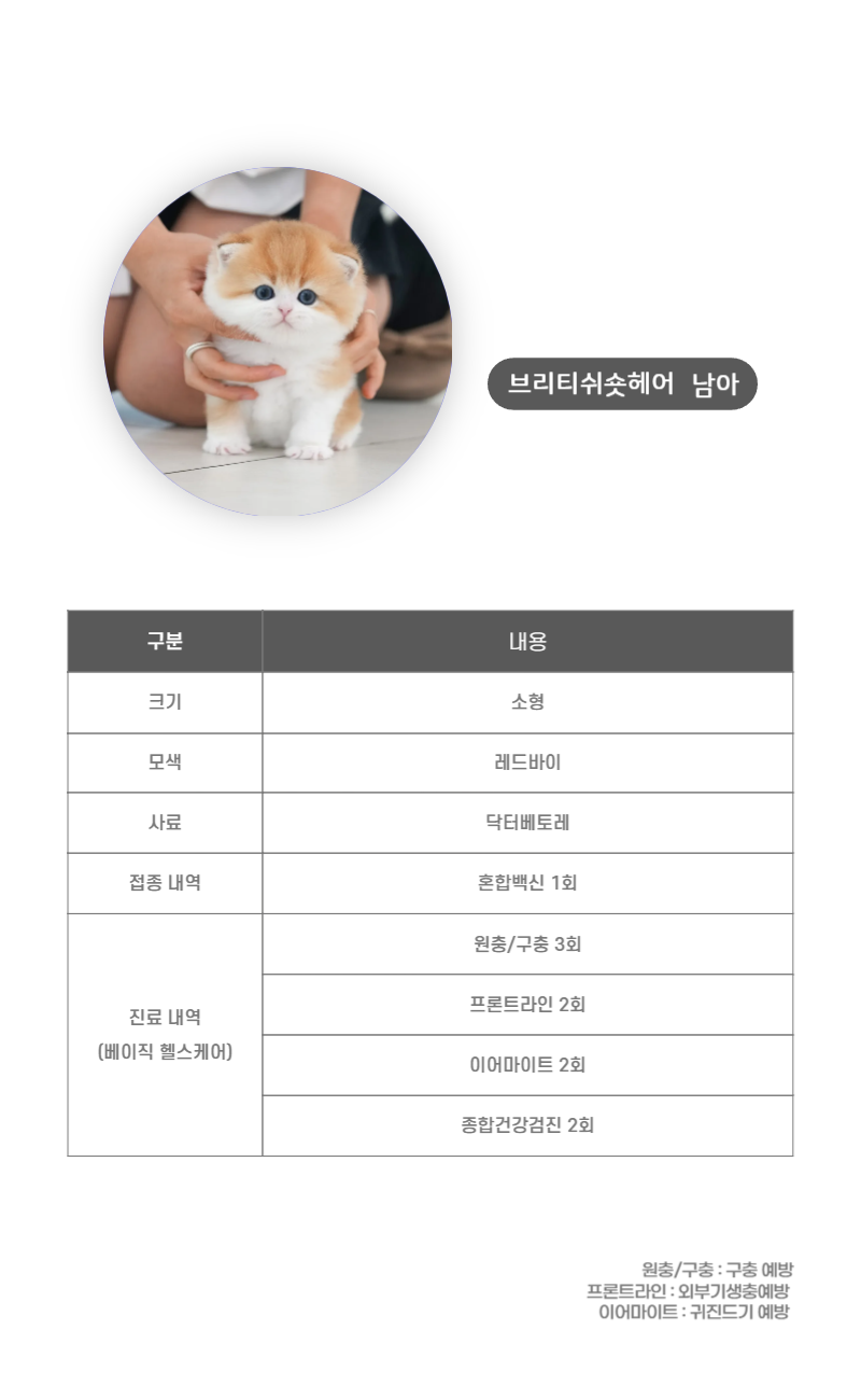 브리티쉬숏헤어_상세이미지_3