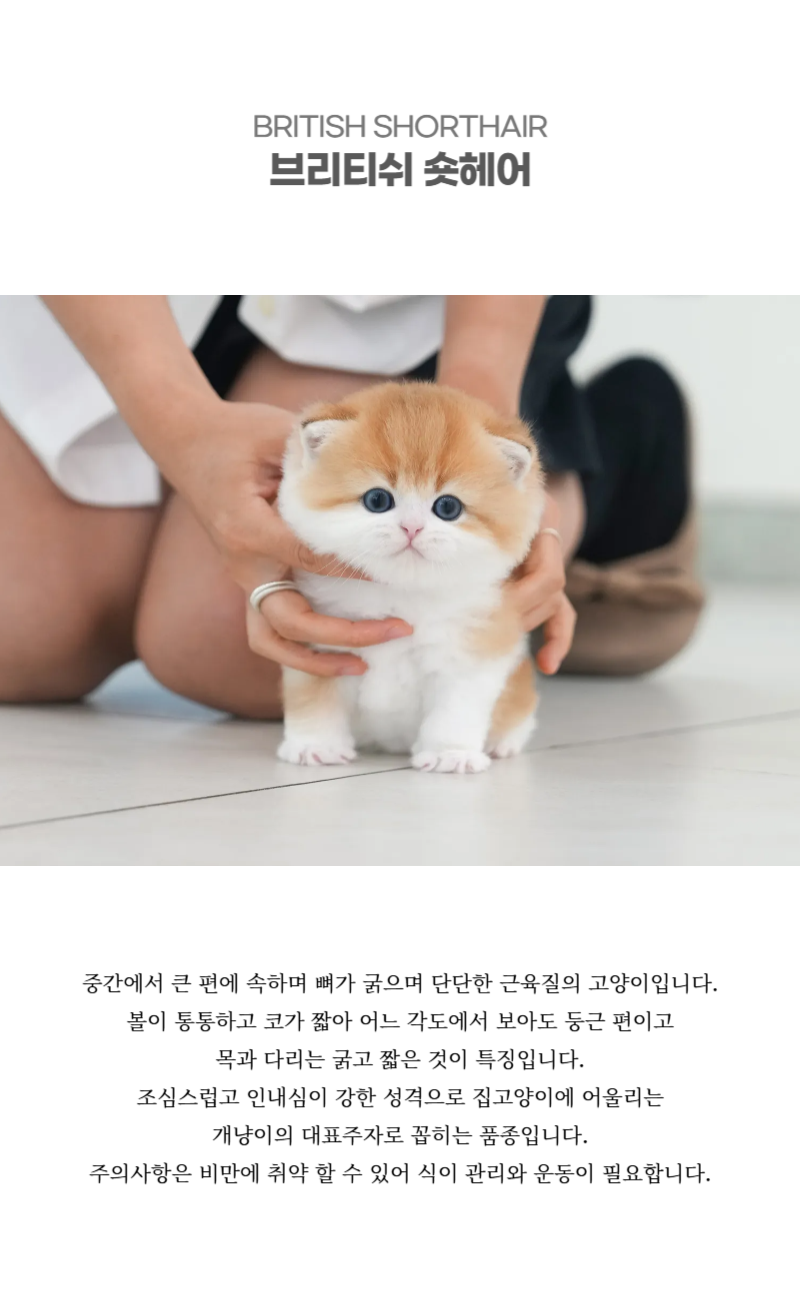 브리티쉬숏헤어_상세이미지_2