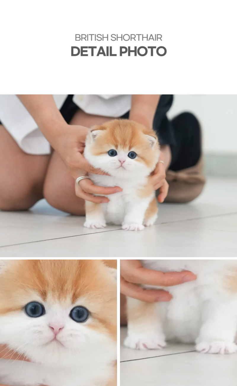 브리티쉬숏헤어_상세이미지_4
