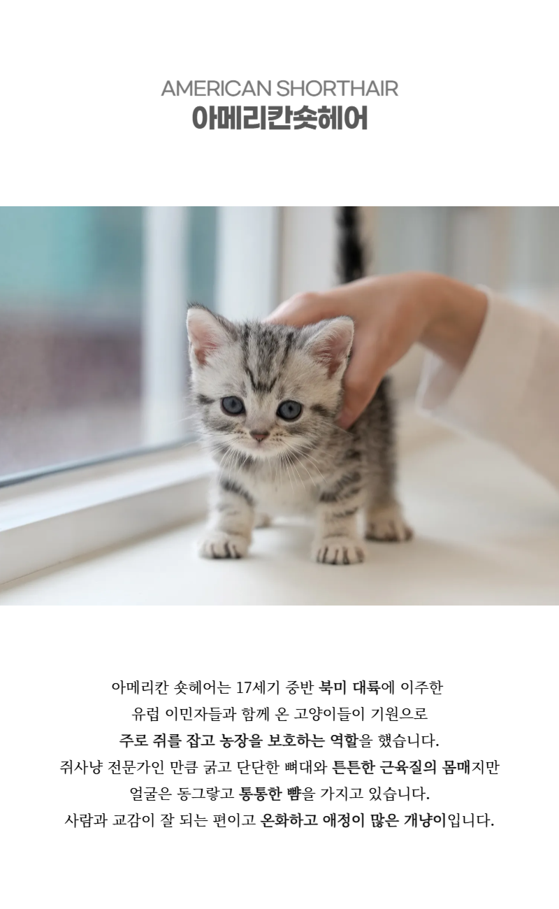 아메리칸숏헤어_상세이미지_2