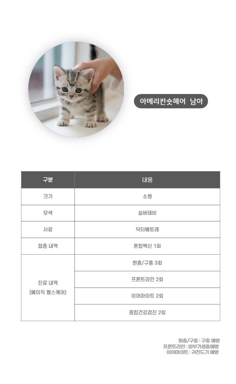 아메리칸숏헤어_상세이미지_3