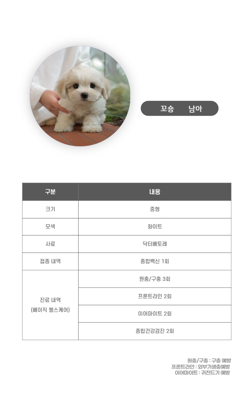 꼬숑_상세이미지_3