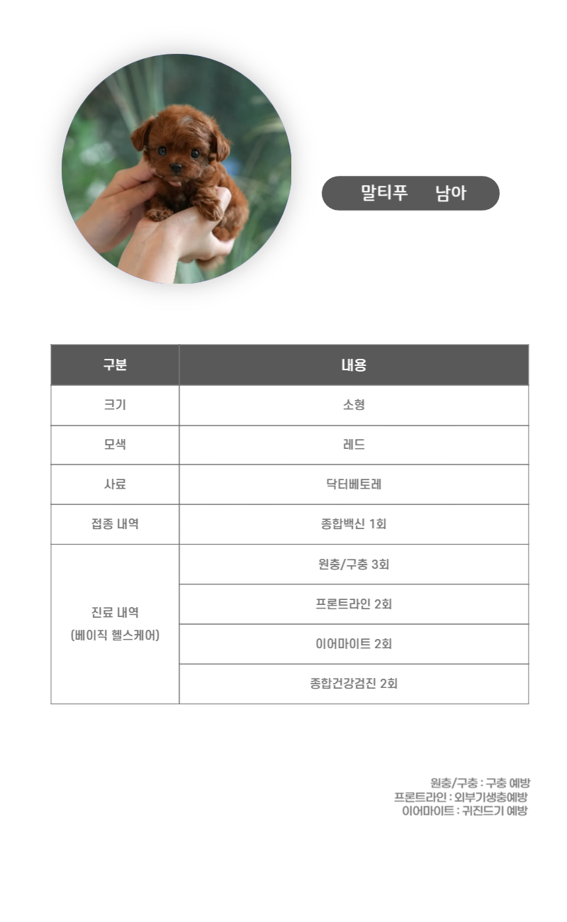 말티푸_상세이미지_3