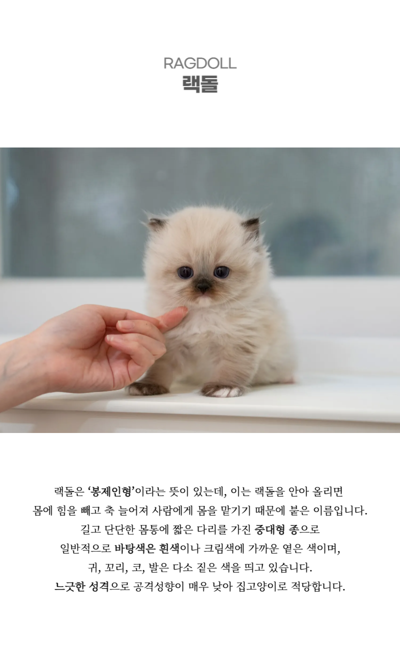 랙돌_상세이미지_2