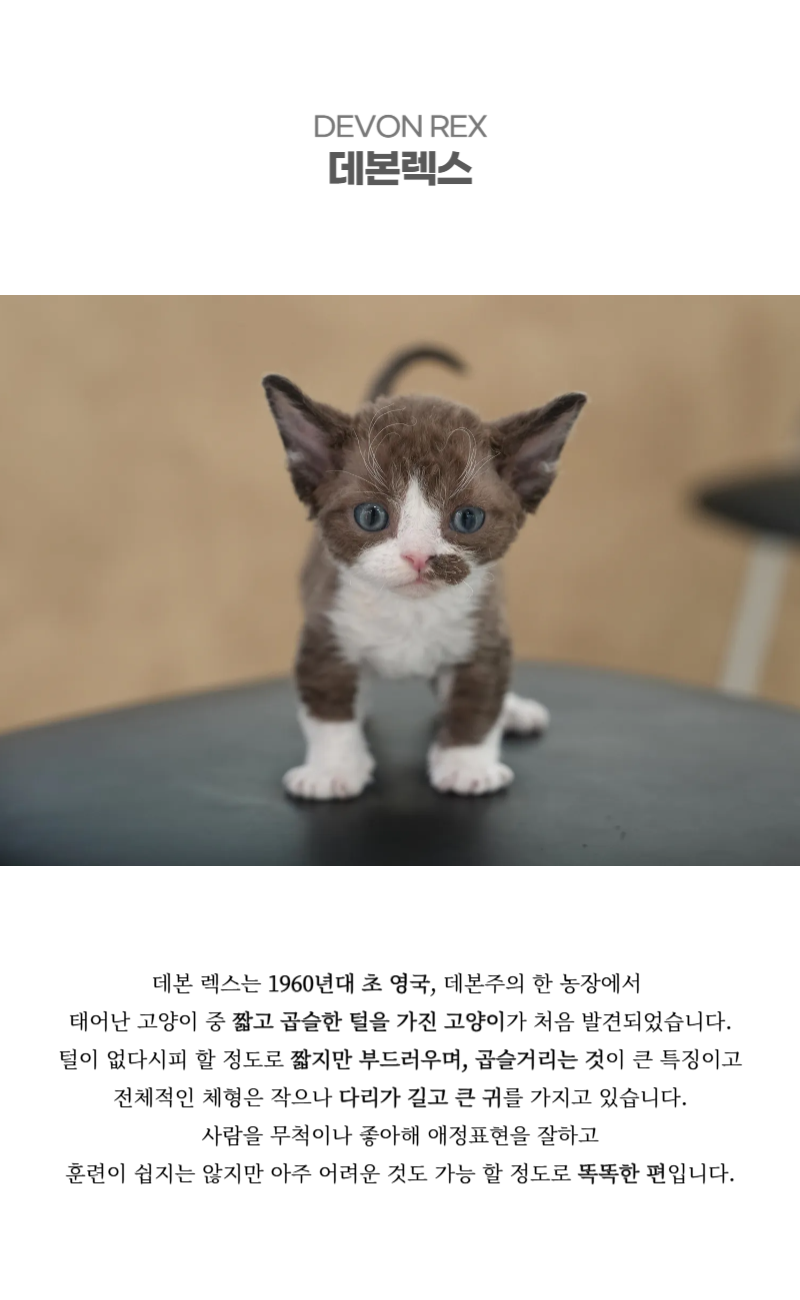데본렉스_상세이미지_2