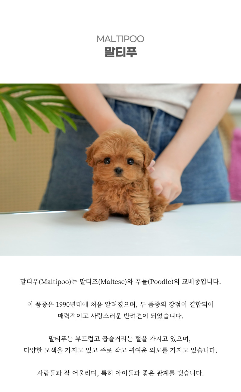 말티푸_상세이미지_2