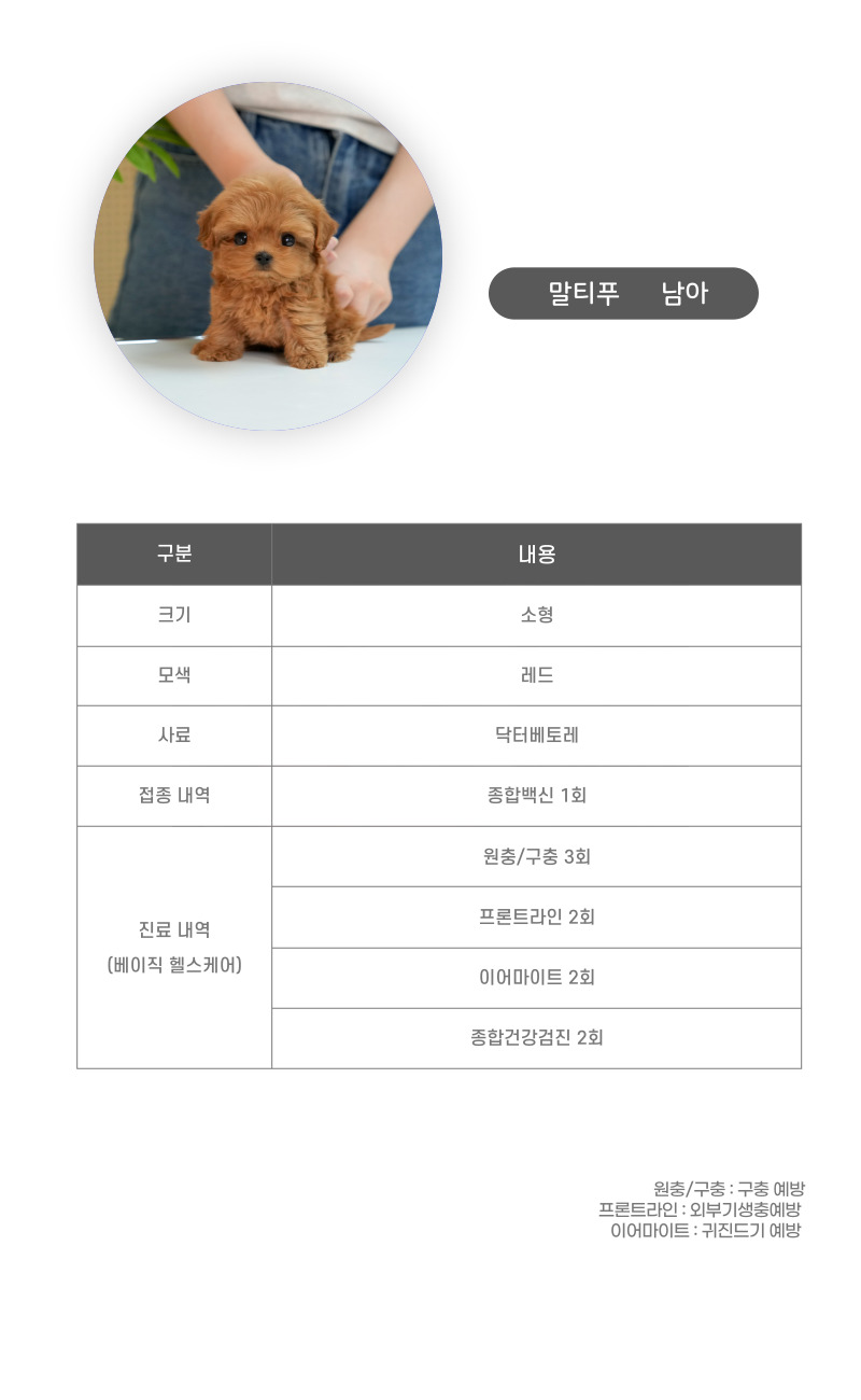 말티푸_상세이미지_3