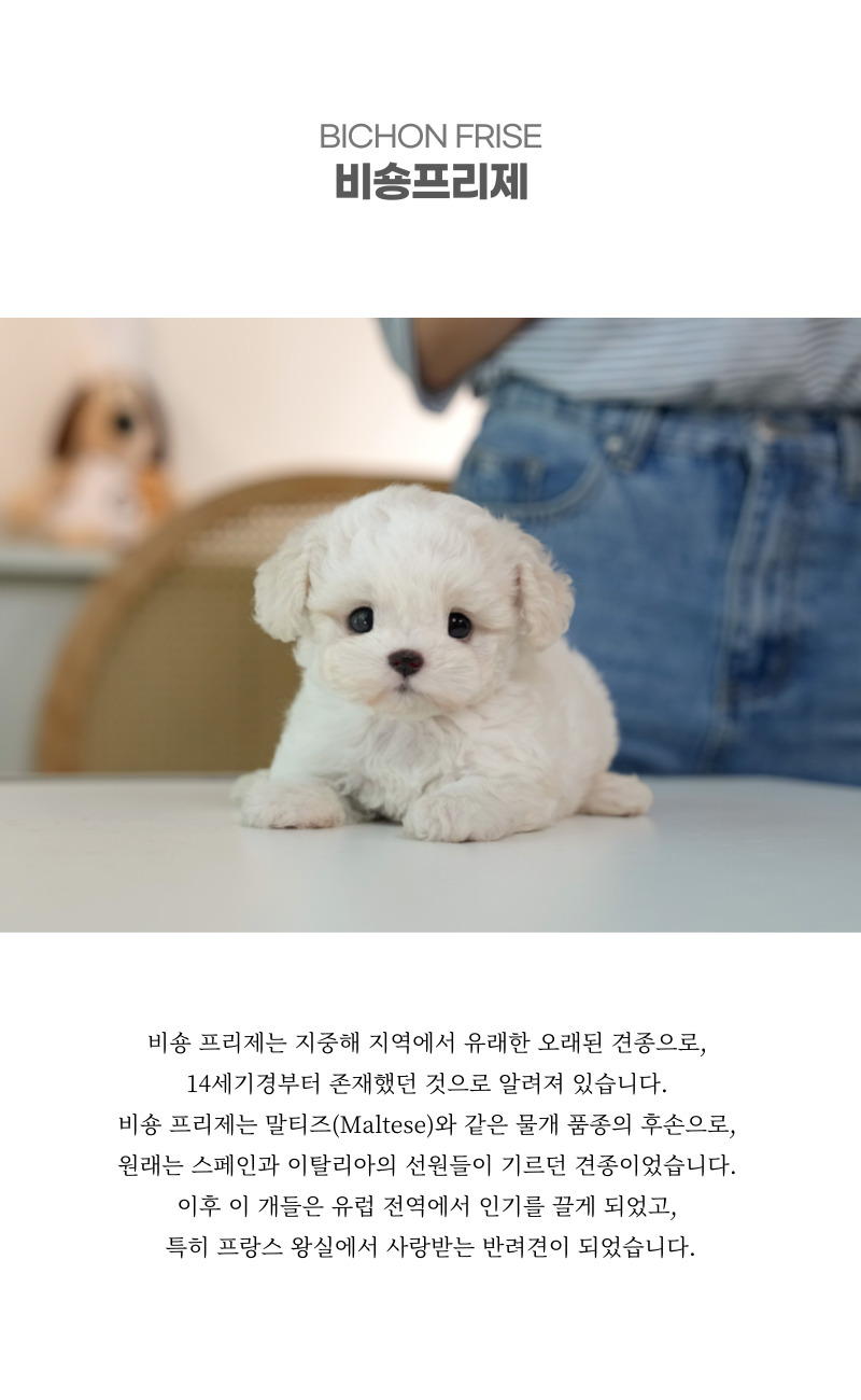 미니비숑_상세이미지_2