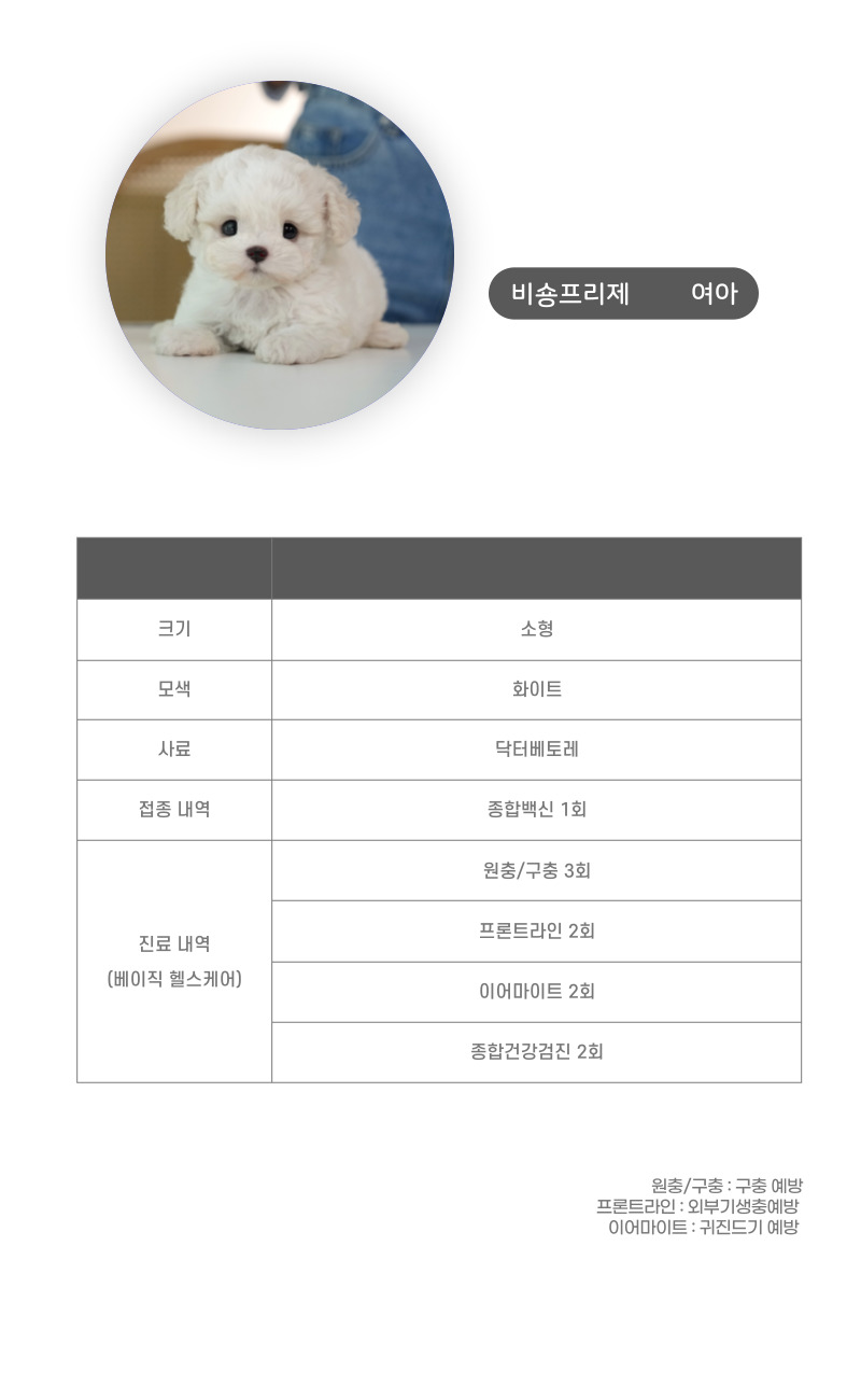 미니비숑_상세이미지_3