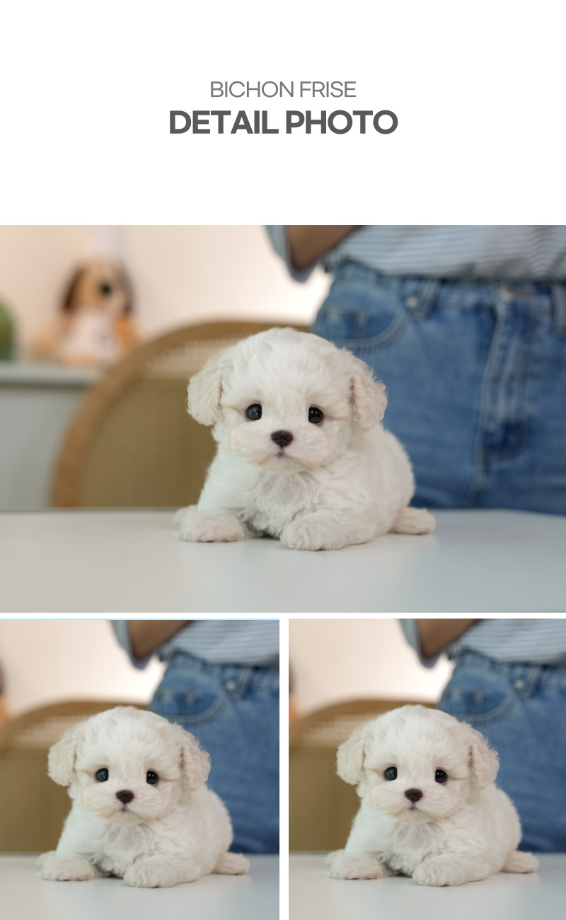 미니비숑_상세이미지_4