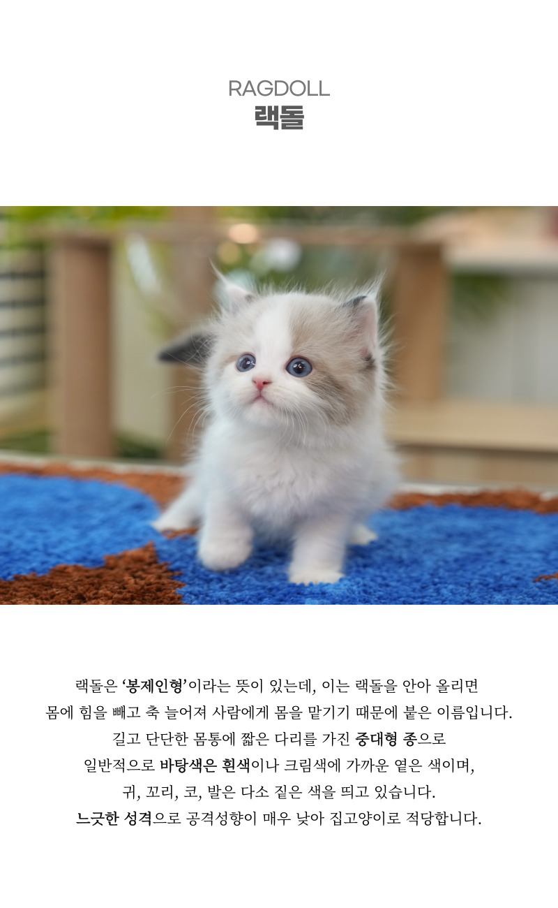 랙돌_상세이미지_2