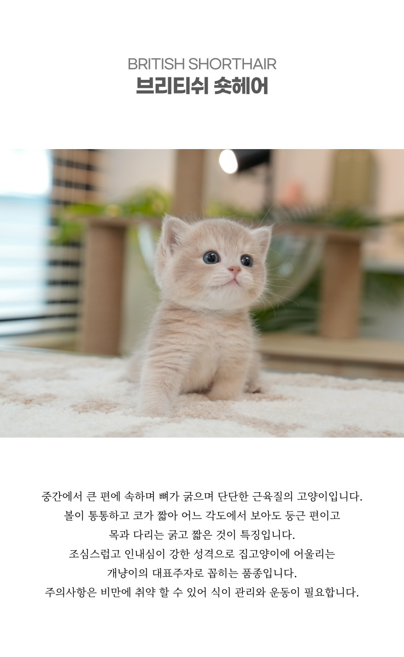 브리티쉬숏헤어_상세이미지_2