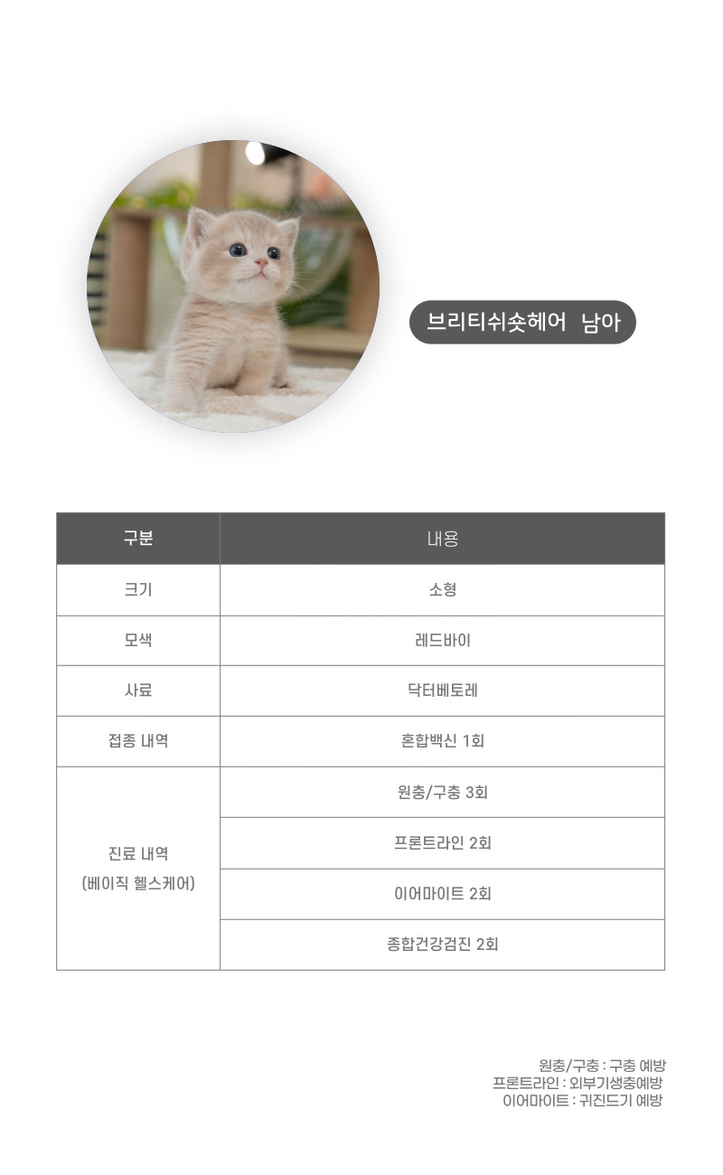 브리티쉬숏헤어_상세이미지_3