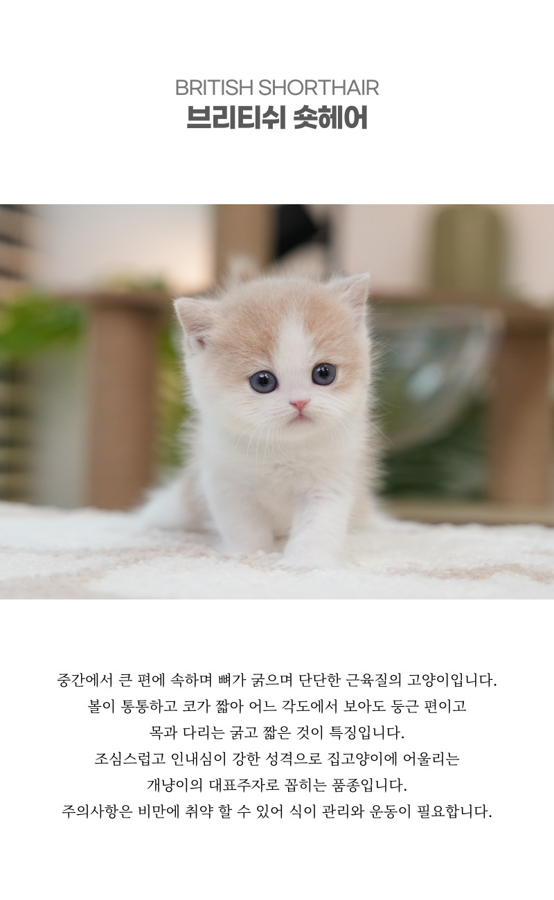 브리티쉬숏헤어_상세이미지_2