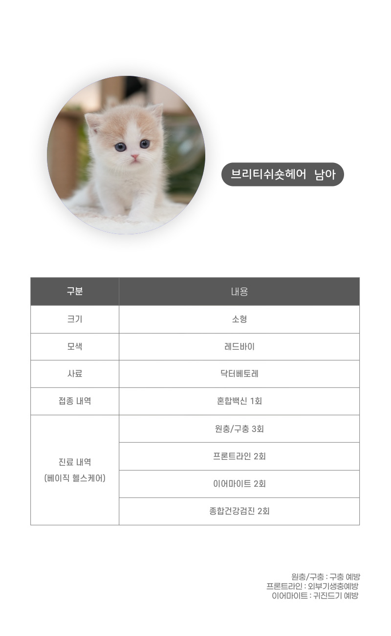 브리티쉬숏헤어_상세이미지_3