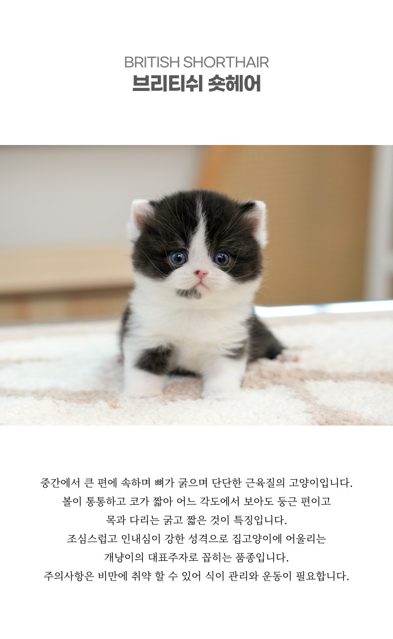 브리티쉬숏헤어_상세이미지_2