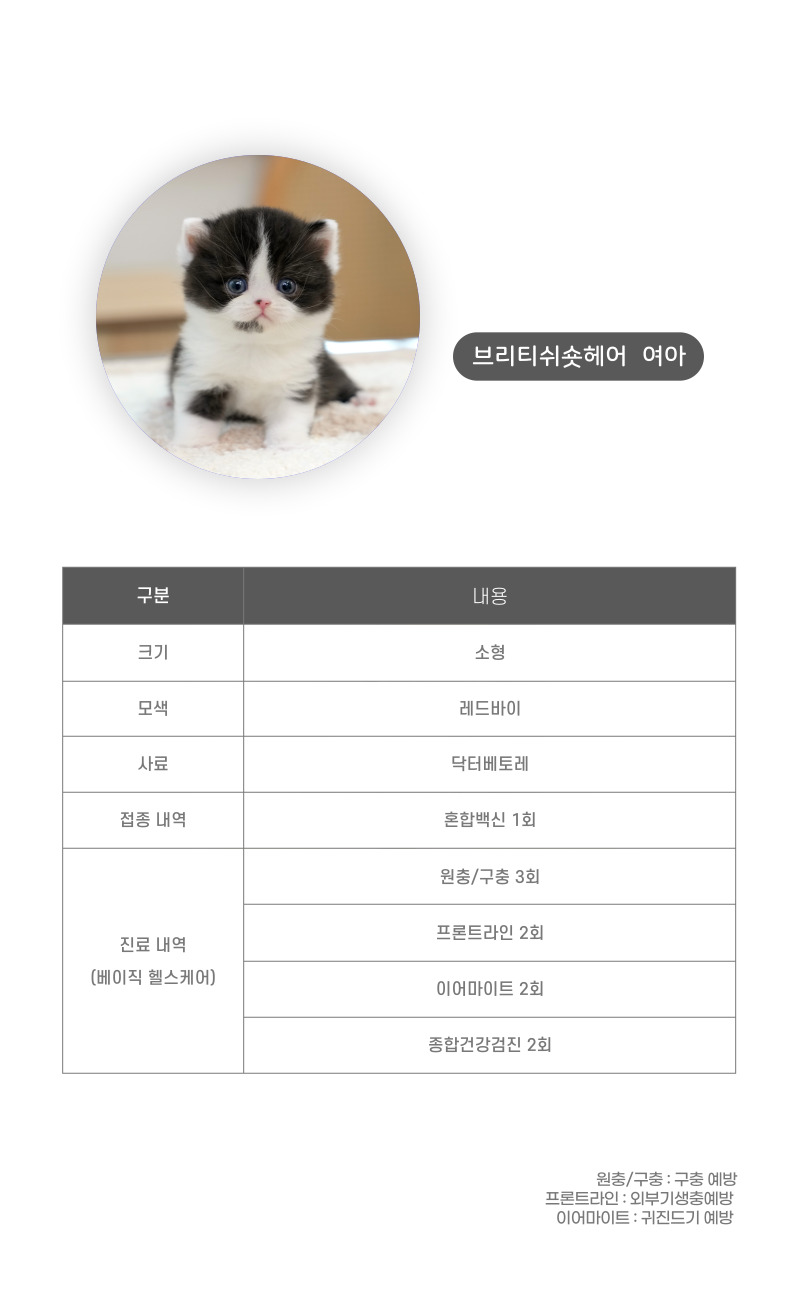브리티쉬숏헤어_상세이미지_3