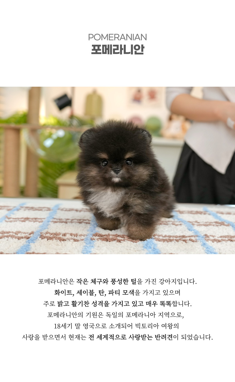 포메라니안_상세이미지_2