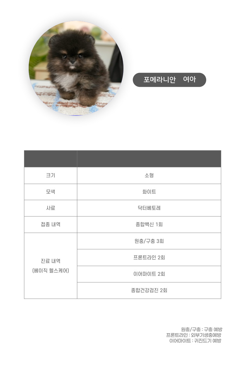 포메라니안_상세이미지_3
