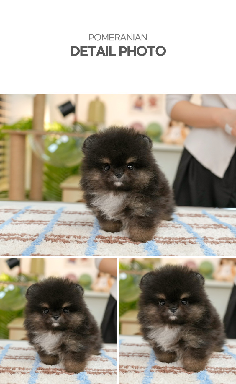 포메라니안_상세이미지_4