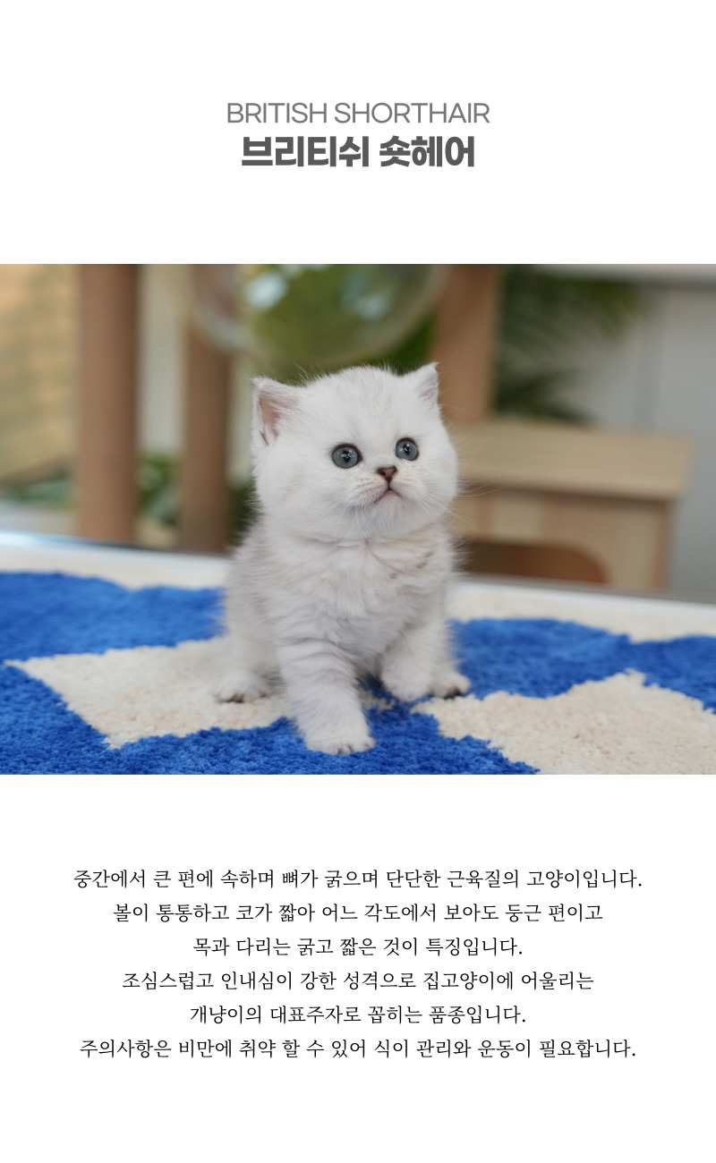 브리티쉬숏헤어_상세이미지_2