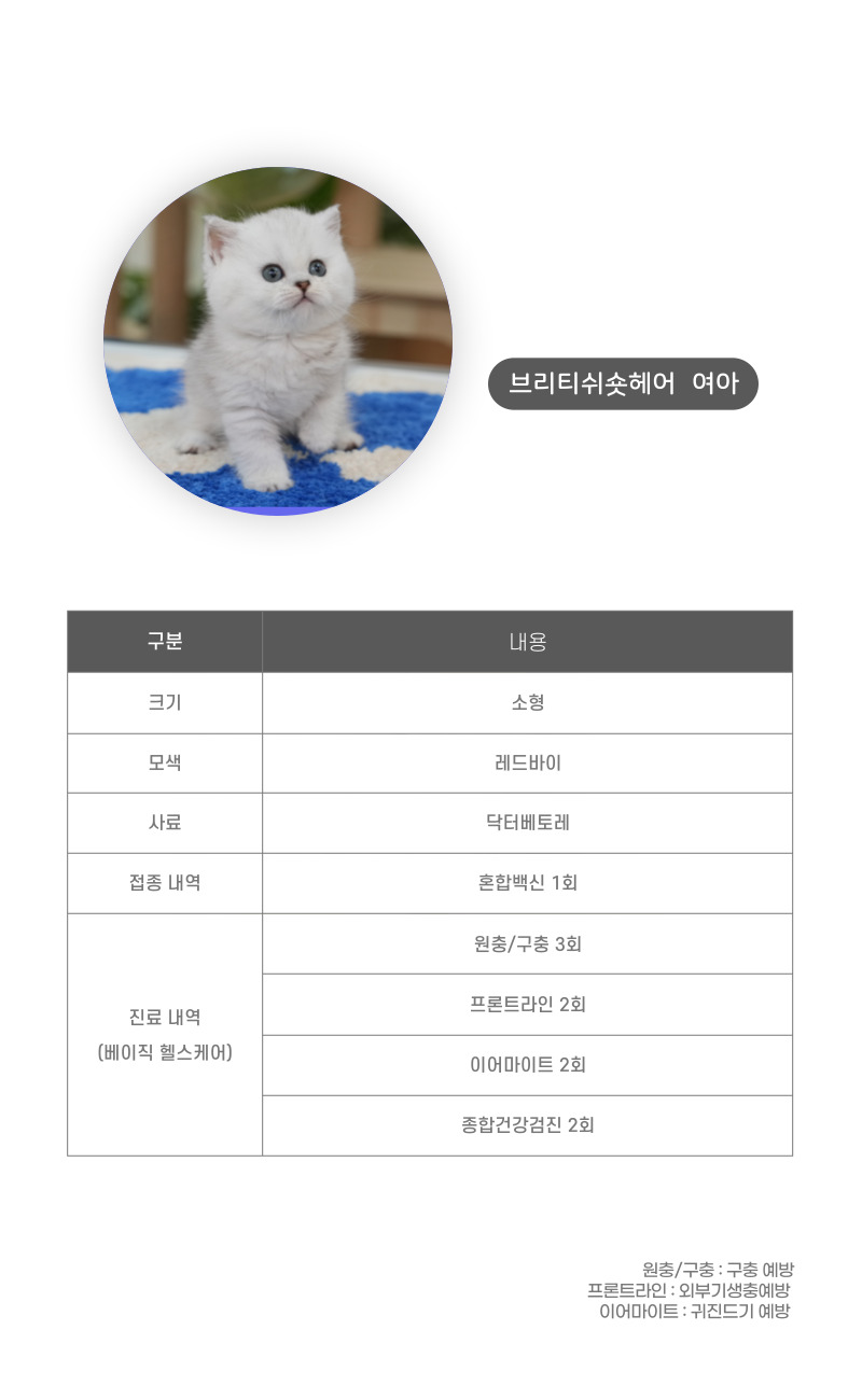 브리티쉬숏헤어_상세이미지_3