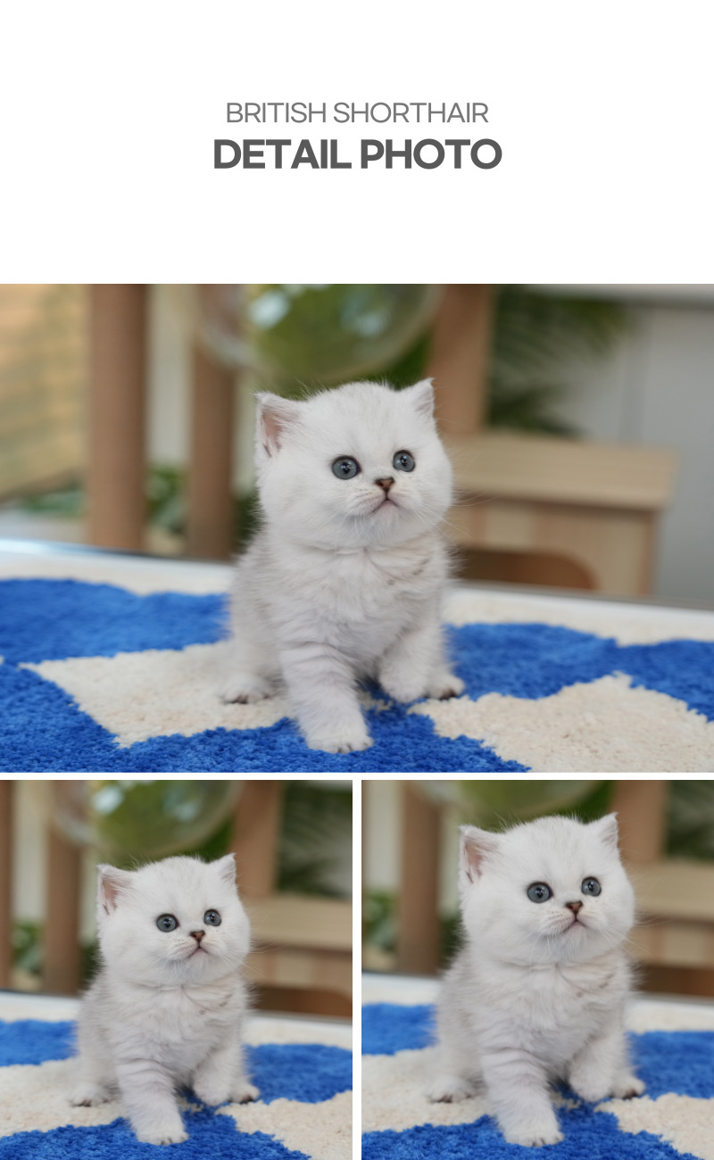 브리티쉬숏헤어_상세이미지_4