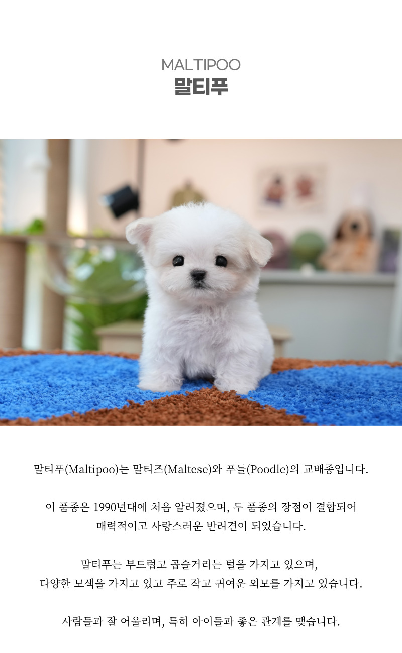 말티푸_상세이미지_2