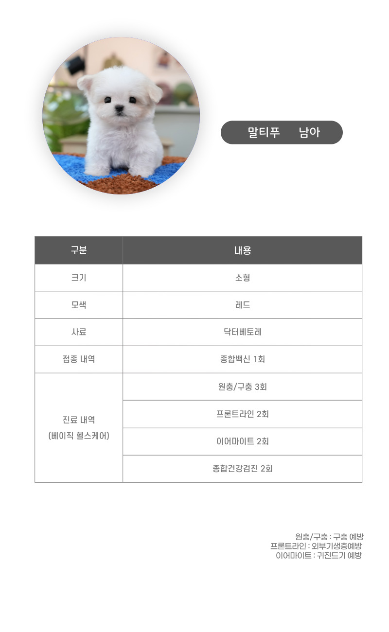 말티푸_상세이미지_3