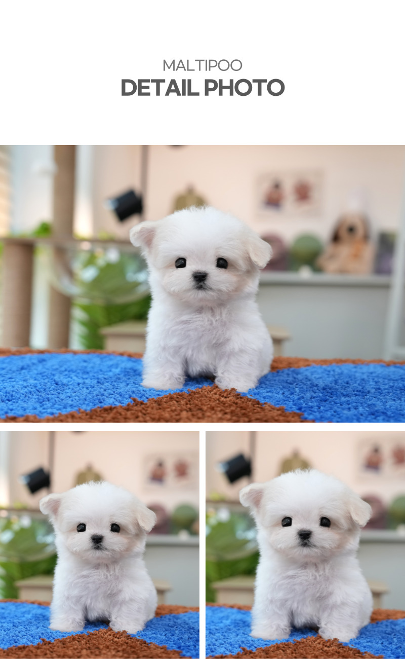 말티푸_상세이미지_4