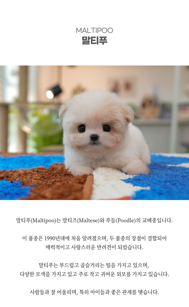 말티푸_상세이미지_2