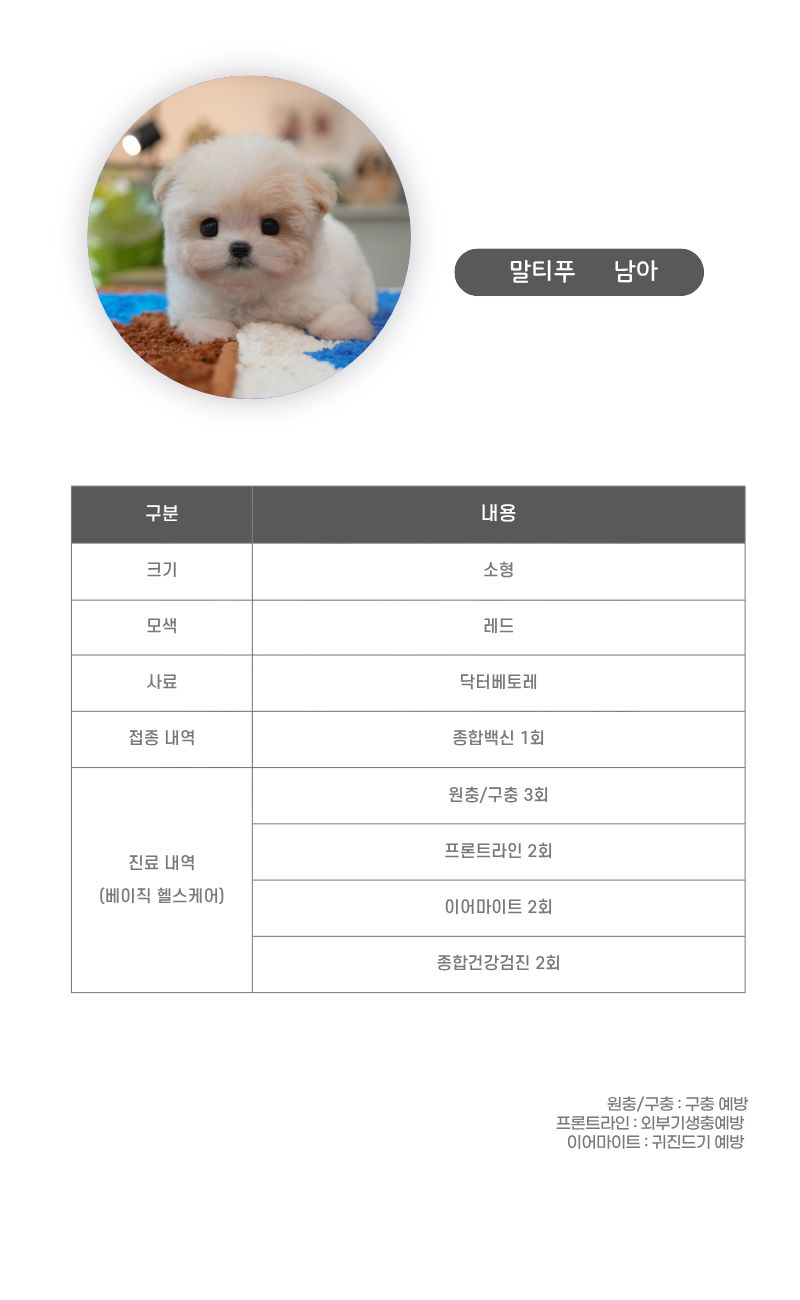 말티푸_상세이미지_3