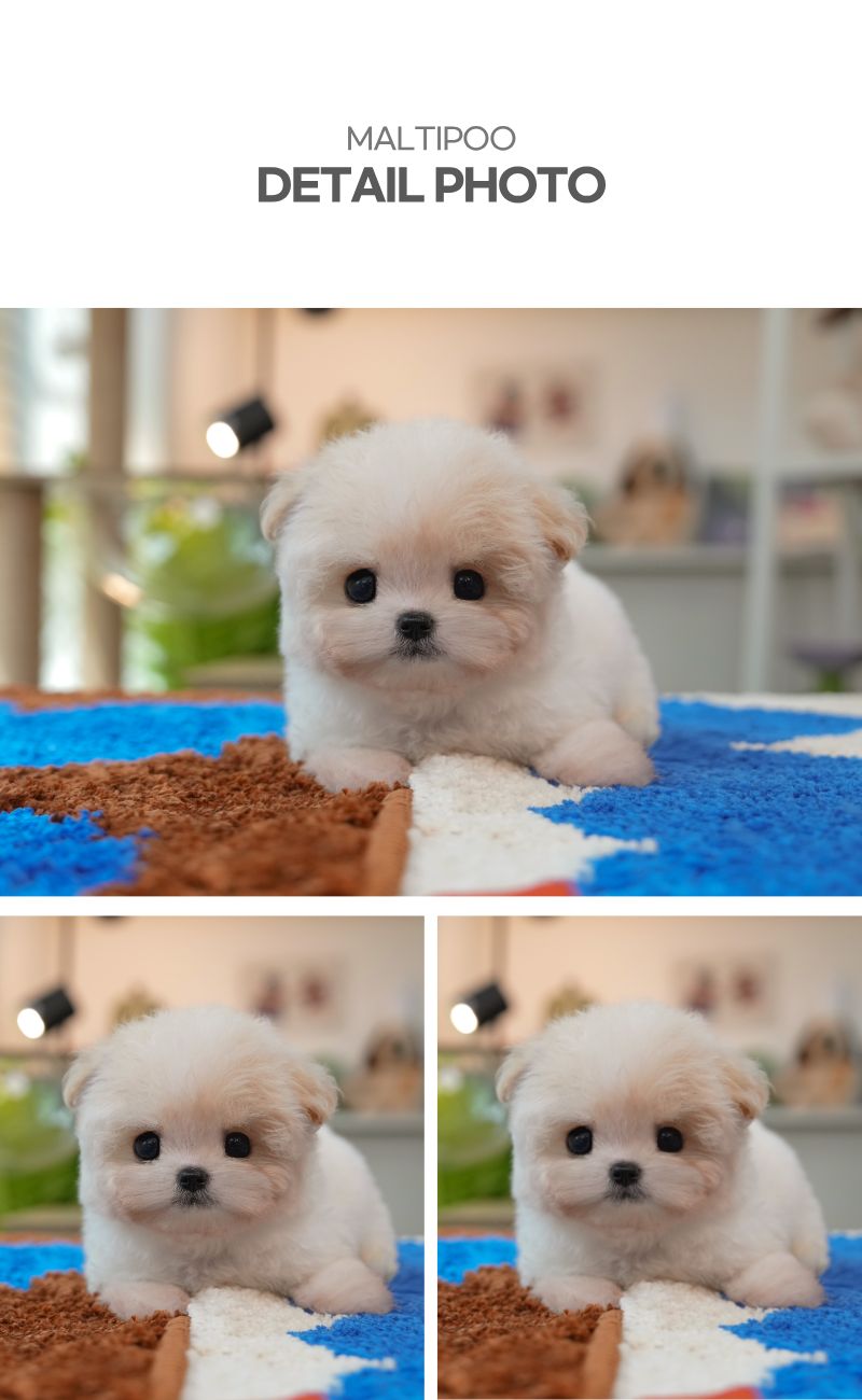 말티푸_상세이미지_4