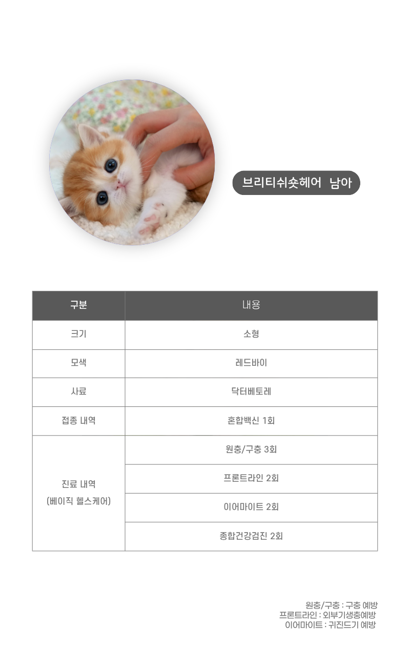 브리티쉬숏헤어_상세이미지_3