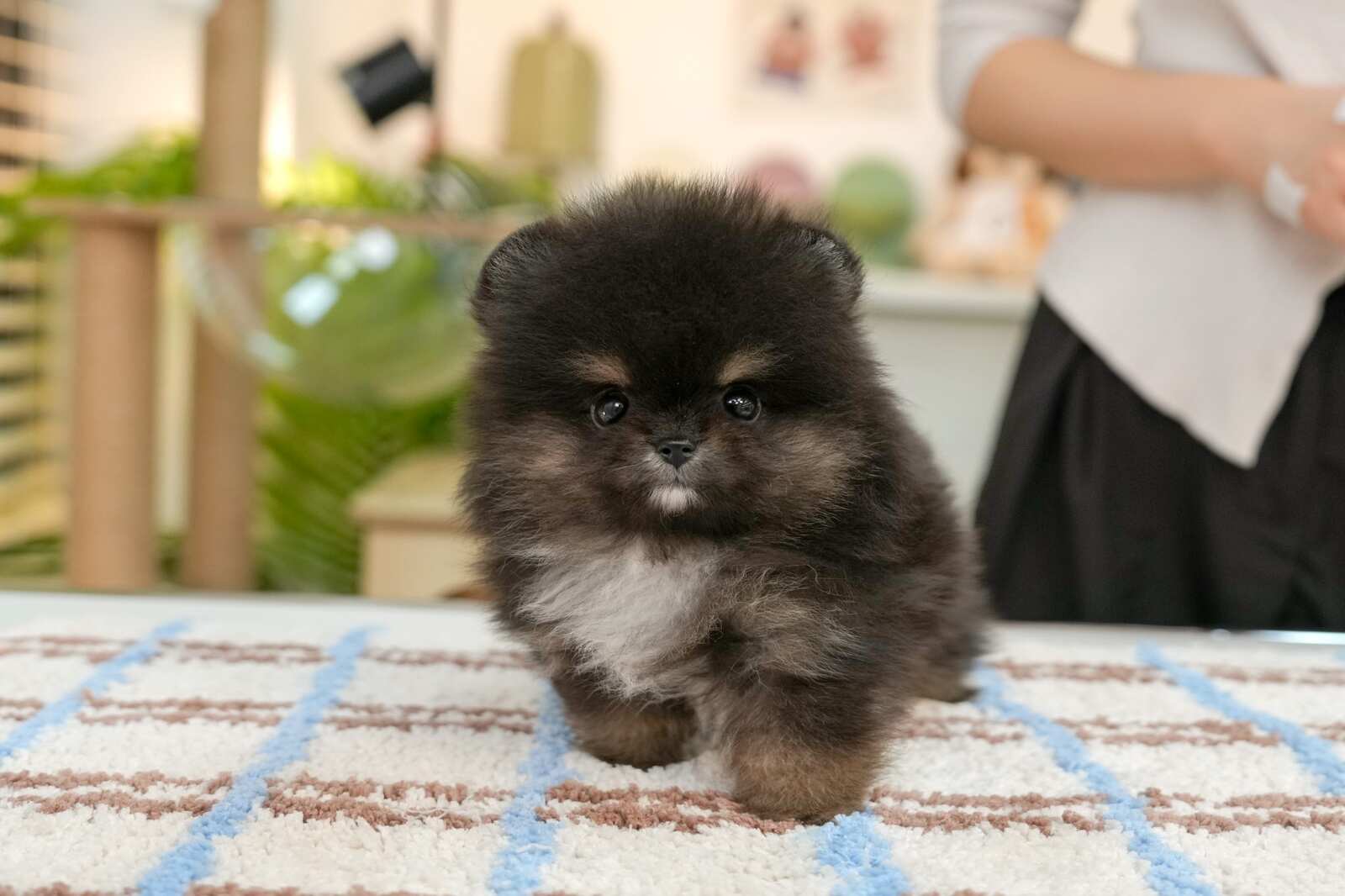 포메라니안_블랙탄_남아_100KB이하.JPG