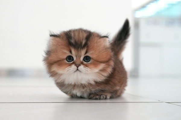 먼치킨(나폴)_260_여_냥냥이네(130).jpg