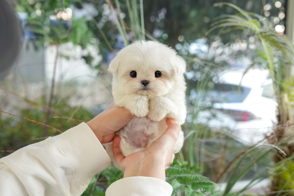 말티푸_40_남아_그라시아화이트매직_20.jpg