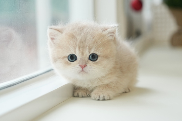 브숏_85_여_논산냥이(27).jpg