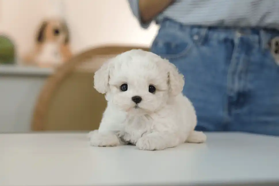 비숑.webp